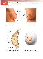 Sobotta  Atlas of Human Anatomy  Trunk, Viscera,Lower Limb Volume2 2006, page 71